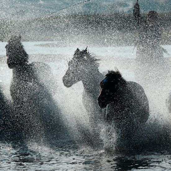 Horses Riding  Inner Mongolia 