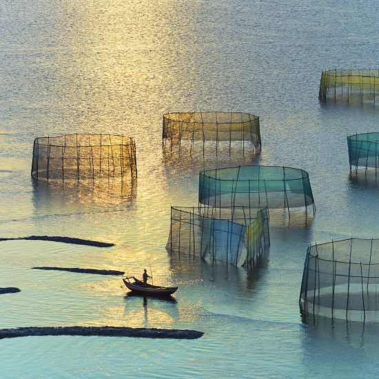 Sunset Crab Nets 