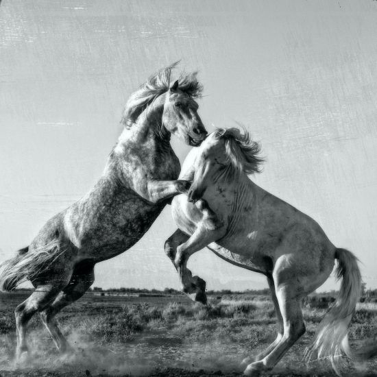 Fighting horses
