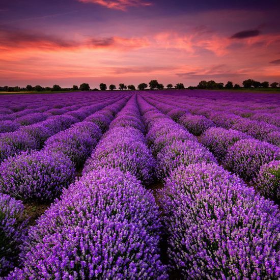 Sunrise Lavender Fields 