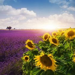 Lavender Fields