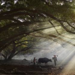 Morning Farmer and his  Cow 