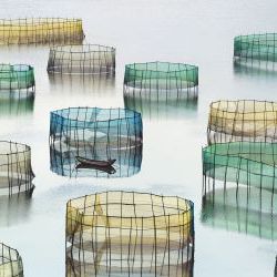 Colorful Crab Nets