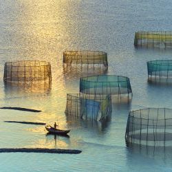 Sunset Crab Nets 