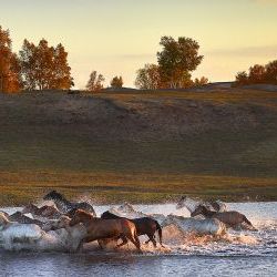 Horses galloping Inner Mongolia 