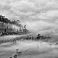 Misty Rice Field Terraces 