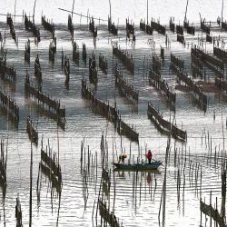 Sea Food Farms 