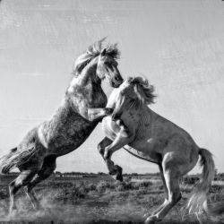 Fighting horses