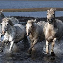 Horses galloping Inner Mongolia 