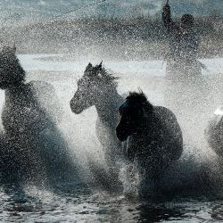 Horses Riding  Inner Mongolia 