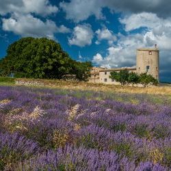 France: 50 Shades of Purple in Provence