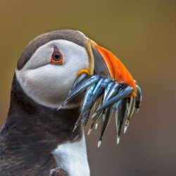 Puffin