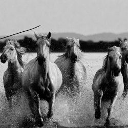 Herd of Galloping horses 