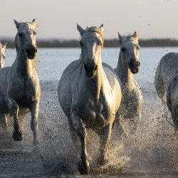 Horses galloping  in Camargue