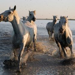 Marsh horses Galloping