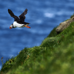 Puffins Faroe Island 