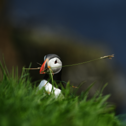 Puffin