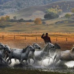 Horses Riding  Inner Mongolia 