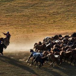 Horses Riding  Inner Mongolia 