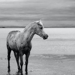  Horse  of Camargue 