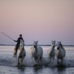 Galloping Horses of Camargue 