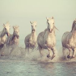 Horses of Camargue 